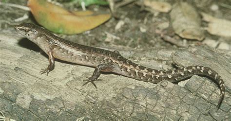  Onderschat de Ornate Skink Niet: De Meester van Camouflage en Snelle Ontsnappingen!