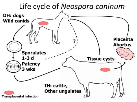  Neospora! Een Parasiet Met een Onverwachte Reis van Hond naar koe