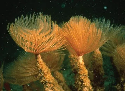  Fan Worm: Een buigzaam wonder met borstels en een liefde voor de zeebodem!