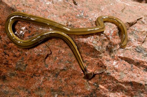  Free-Living Flatworm: Een Mysterieus Wezen met Geweldige Regeneratieve Eigenschappen!