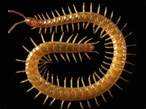  Idolothrips! De Myriapode Met Een Mysterieuze Voeding Voorkeuren En Een Eigenzinnige Loopmanier