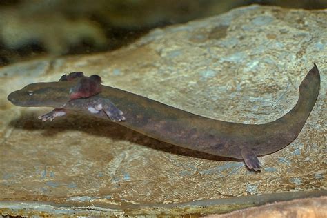  Mudpuppy: Een Waterbewoner Met Een Onverwachte Liefde Voor Droog Land!