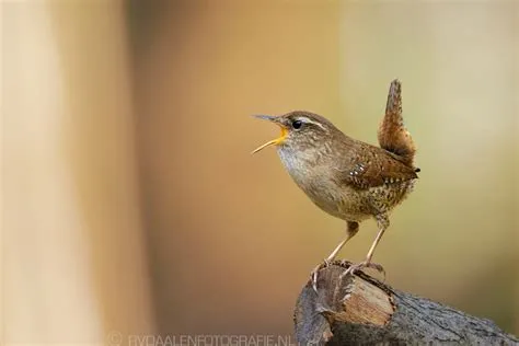  Muisvogel: Een klein vogeltje met een onverwacht groot karakter!