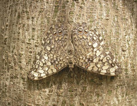  Orseolvliegen: Een fascinerend voorbeeld van camouflage en complexe paringsrituelen!