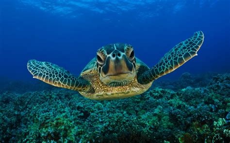  Waterschildpad: Een rustig zwemmende reptiel met een onmiskenbare schildpaniek!