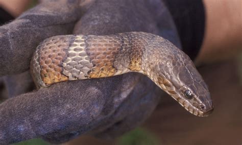 Waterslang! Een Reptiel met een Mysterieuze Glans en een Voracious Appétit