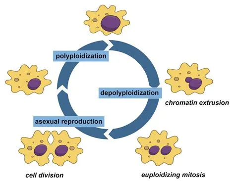  Wobbles & Wonders: Uncovering the Quirky Life Cycle of the Weaver Amoeba!