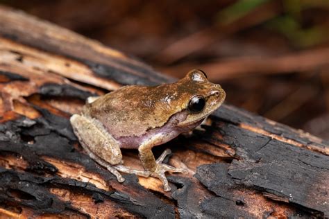  Woods Frog: Een Amfibie met een Gezicht dat Zonder Tenzijnde Verward Wordt voor een Schattig Buitenaards Wezentje!