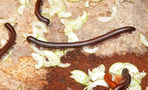 Worms, With Their Many Legs, March Forth In A Magnificent Convoy Of Nature!