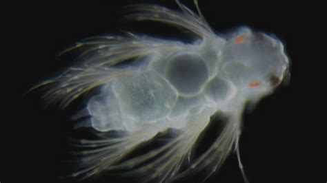 Zooplankton! Wat een fantastisch kleine schat van de zee is dat!